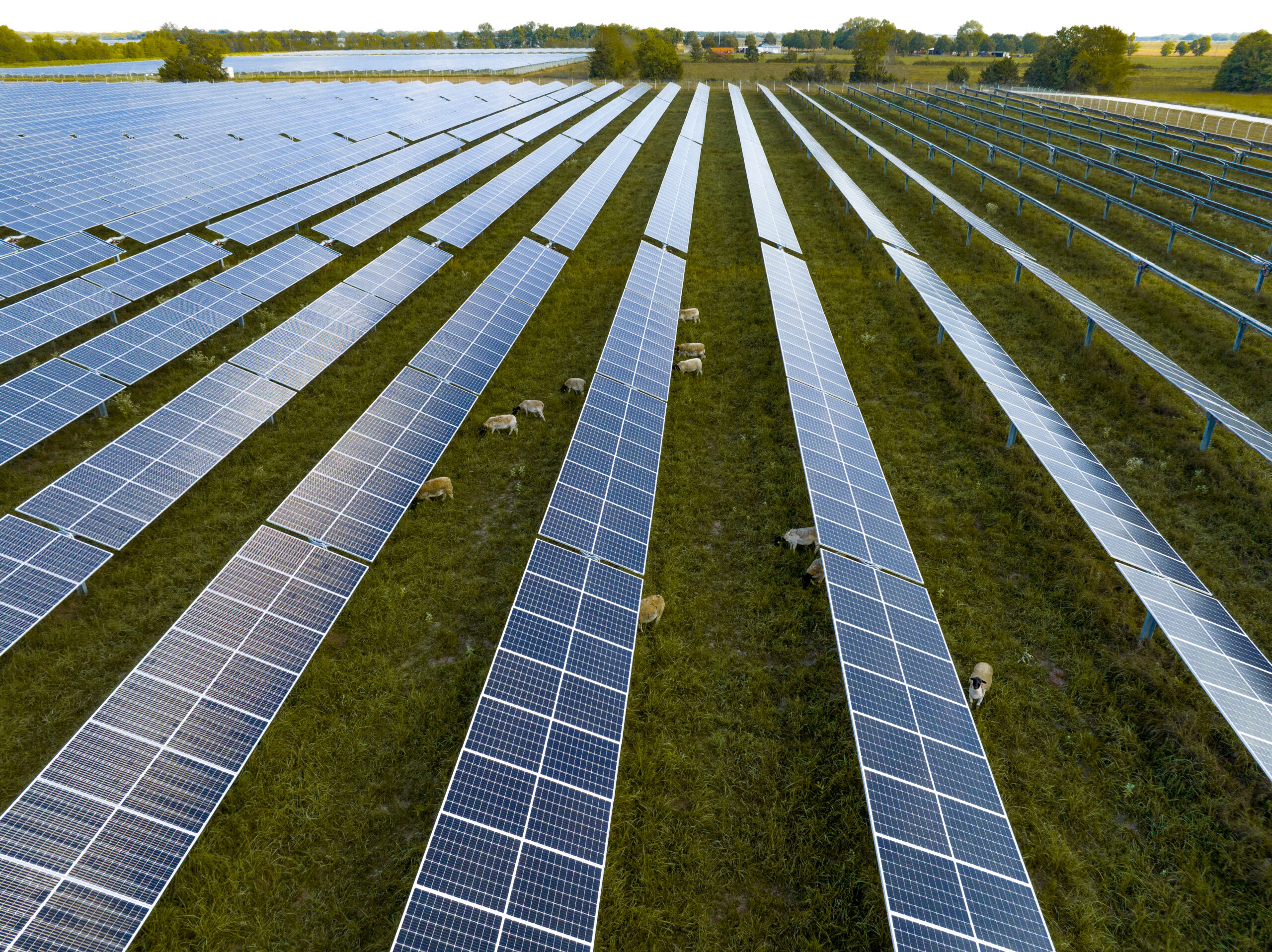 Aerial view of a solar farm with sheep grazing between the rows of solar panels, showcasing a sustainable and innovative approach to land use.