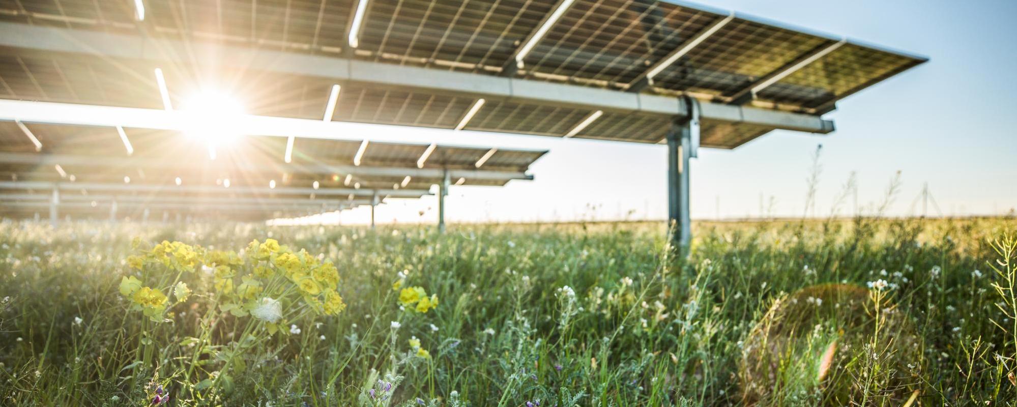 Sun shining through solar panels in a field of flowers