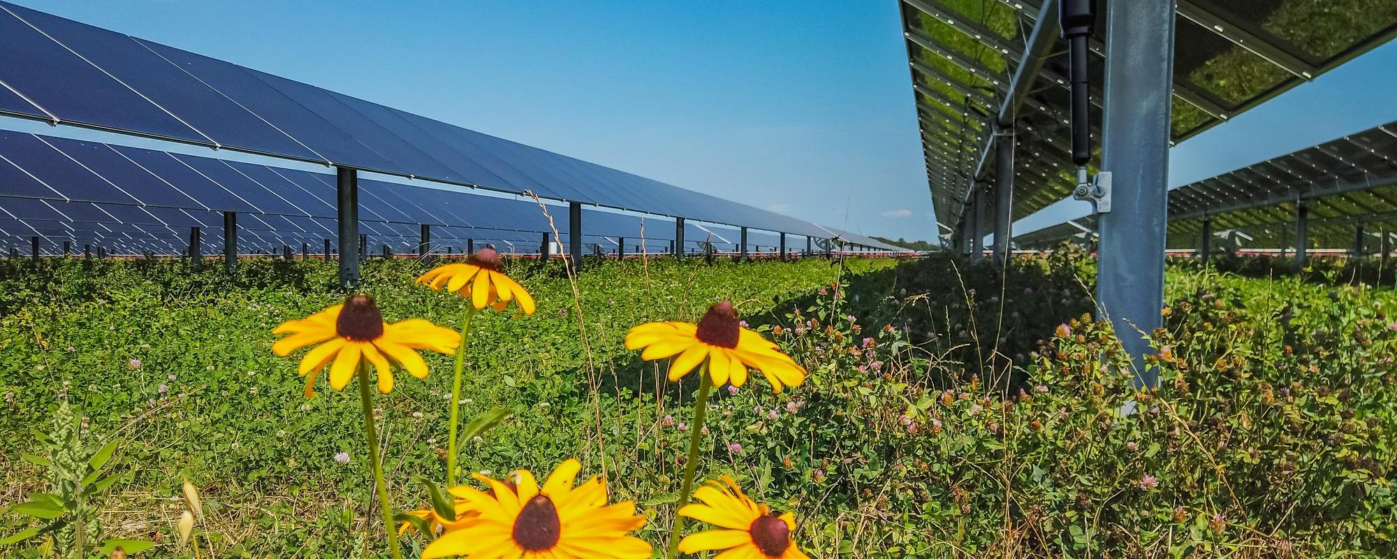 Yellow flowers growing amongst solar panels, sunny blue sky in the background