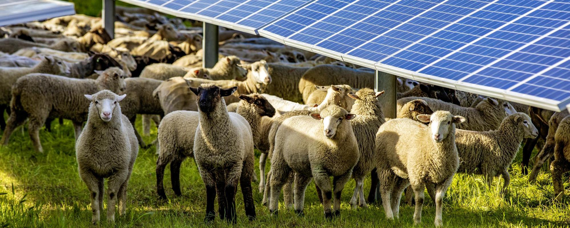 sheep under solar panels