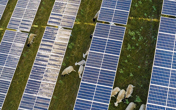 Aerial shot above solar panels, with sheep grazing beneath