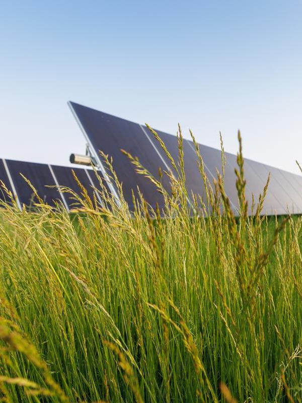 Low, close up shot of long grass, solar panels against a blue sky in the background