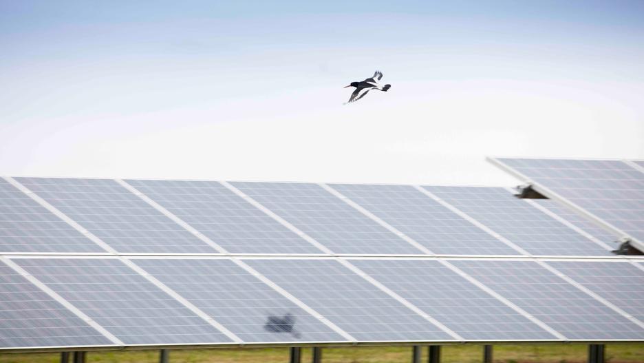 明るい空を背景に、野原に設置されたソーラーパネルの上を飛ぶ鳥。