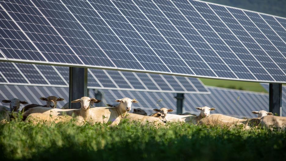 晴れた日に大きなソーラーパネルの下で休んでいる羊の群れ。