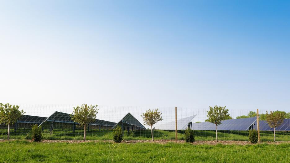 青空の下、草地に設置されたソーラーパネルと数本の小さな木々の風景。