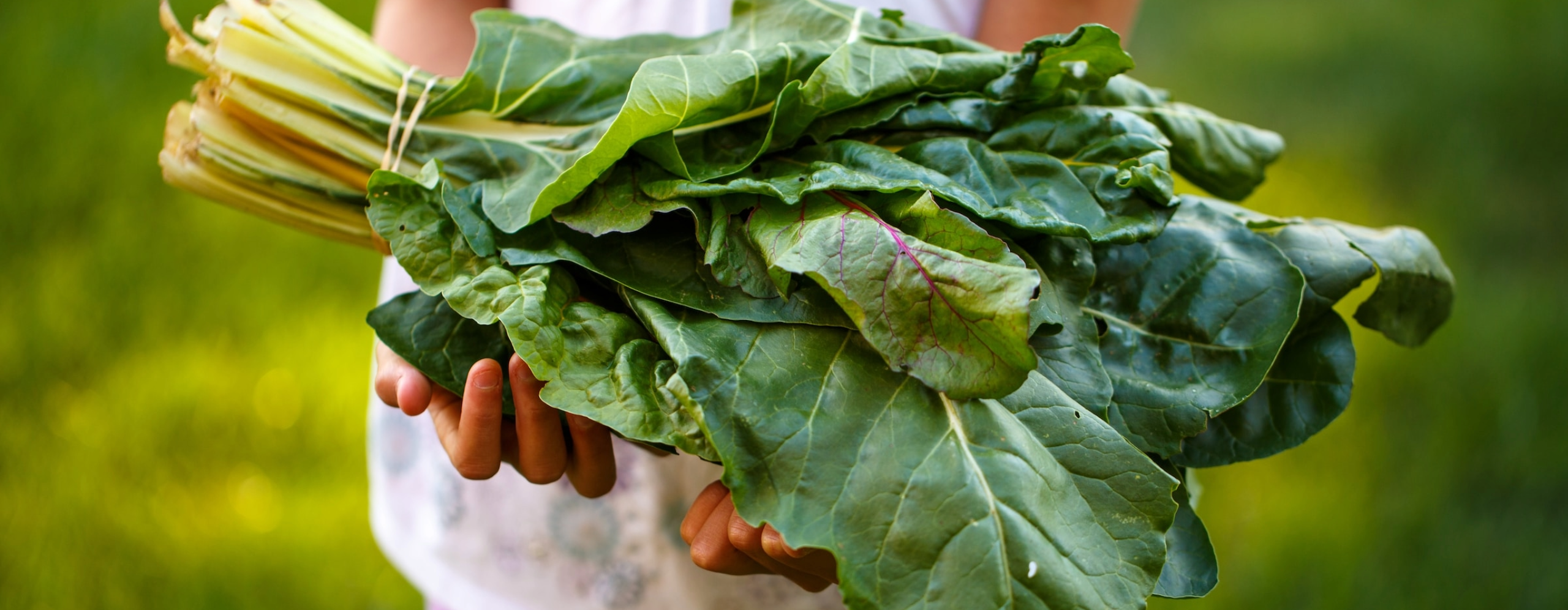 収穫したばかりの葉野菜を手で持っているクローズアップ写真、背景はぼやけている。