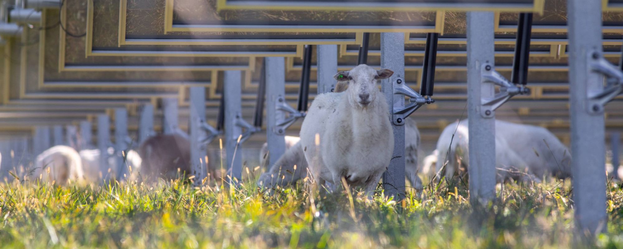Grazing sheep under solar panels
