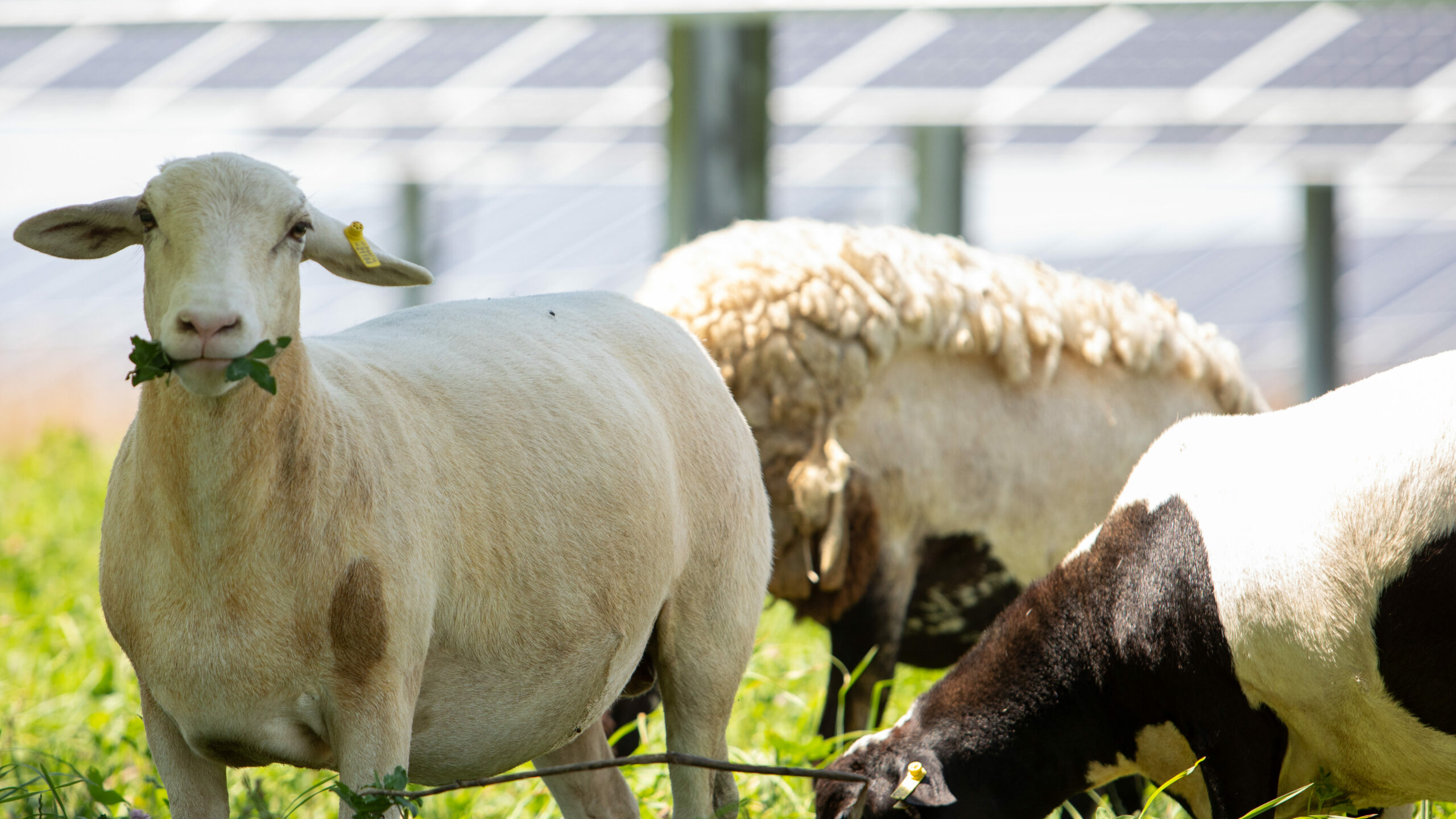 sheep on solar farm