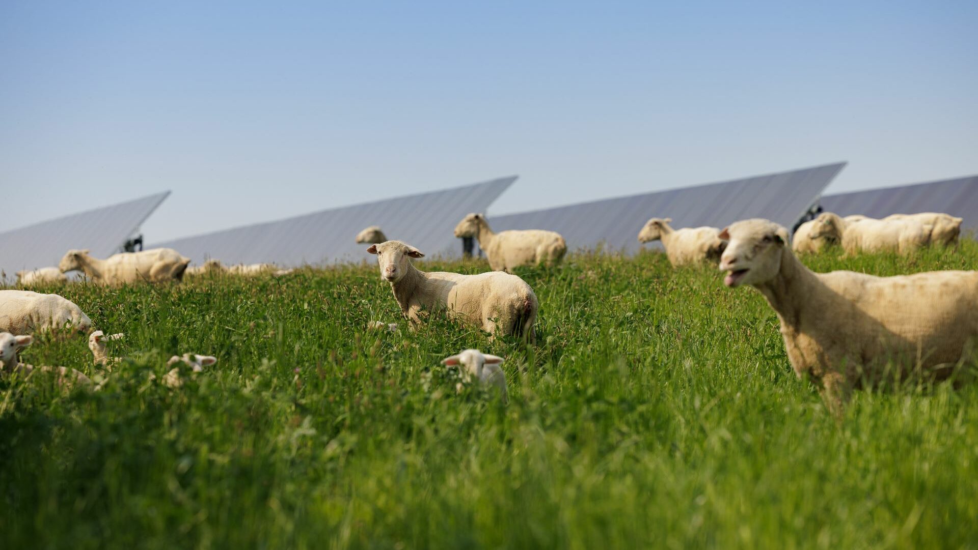 sheep on solar farm