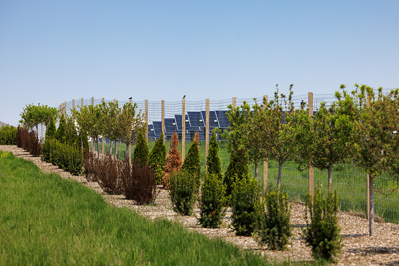 Bellflower Solar Project – ecovoltaic site